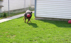 Freya and Axel: Jolly Ball