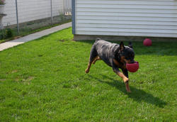 Freya still with her small red Jolly Ball