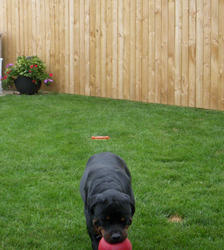 Here, Dad, throw it again!