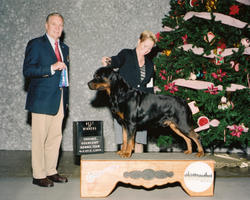 Precious Gems Axel vom Viersen - Winners Dog/Best of Winners, Chicago Goldcoast Kennel Club, December 18, 2009