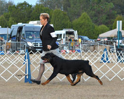 Precious Gems Axel vom Viersen - 2nd Place Open Dogs, Pasco Kennel Club, January 24, 2010