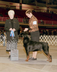 Precious Gems Axel vom Viersen Winners Dog and Best of Winners St. Joseph KC, St. Joseph, MO 1/31/09