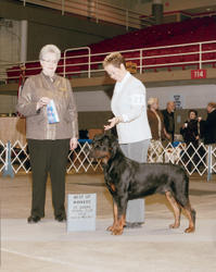 Precious Gems Axel vom Viersen Winners Dog and Best of Winners St. Joseph KC, St. Joseph, MO 2/1/09